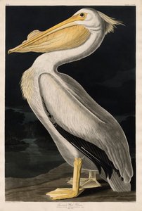 Amerikansk hvid pelikan, 1836